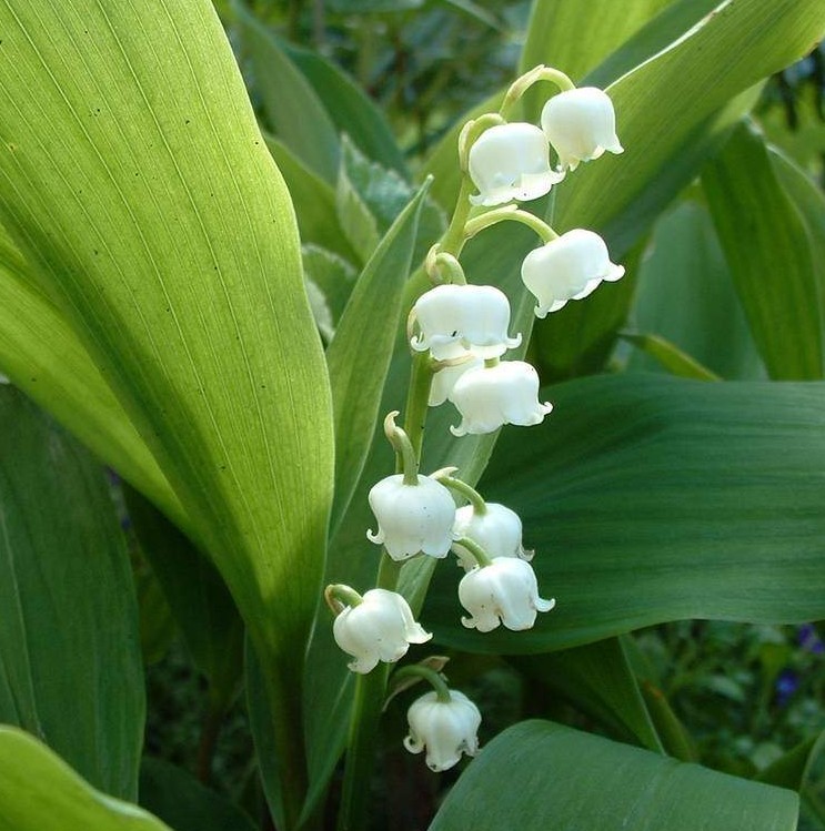 Muguet_22