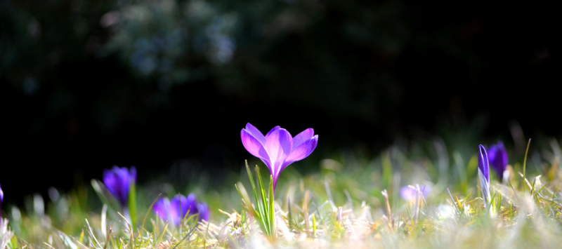 Crocus_M-e1426764844591-1000x444